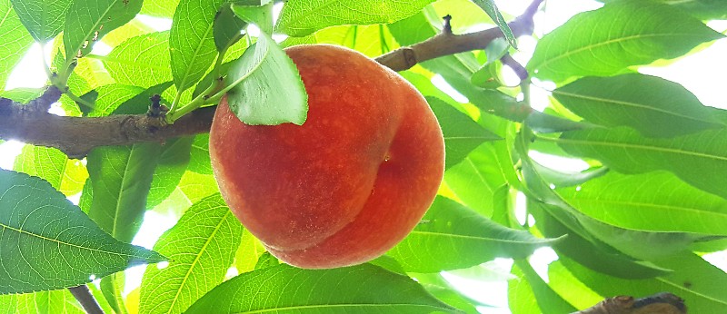 袋なしで栽培される桃
