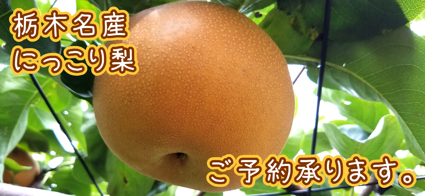 超大玉で甘くておいしい栃木名産にっこり梨